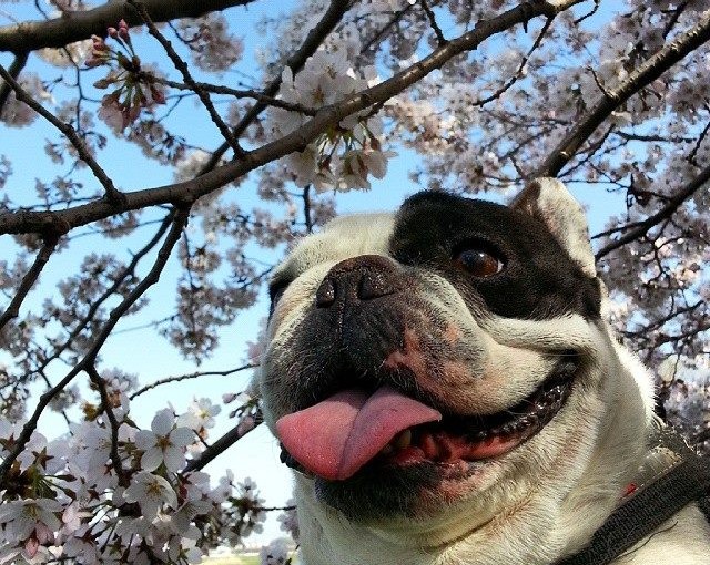 ガブリエルとお花見